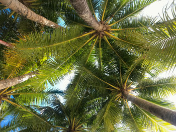 Low angle view of palm tree against sky