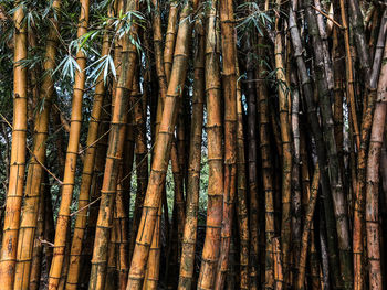 Full frame shot of bamboo trees in forest