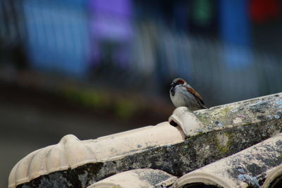 Close-up of bird perching on roof