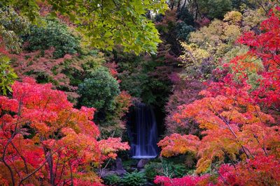 Red flowering plants in forest