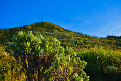 Scenic view of land against blue sky