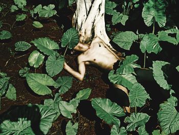 High angle view of naked man lying down amidst leaves
