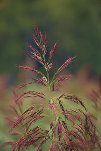 Close-up of plant growing on field