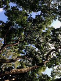Low angle view of tree against sky