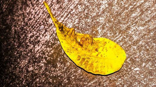 High angle view of yellow leaf