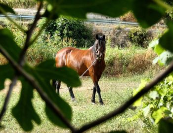 Horses in ranch