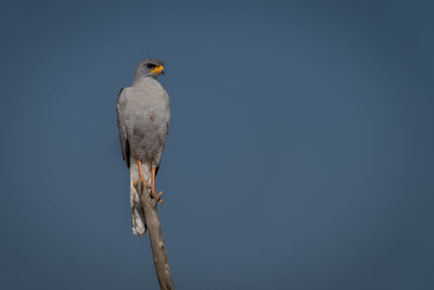 Dark chanting-goshawk on branch against blue sky