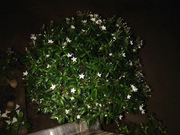 High angle view of flowering plants