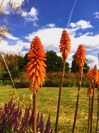 Close-up of flowers growing on field against sky