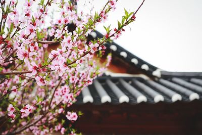 Low angle view of pink flowering plant