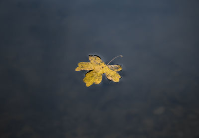 Starfish on leaf