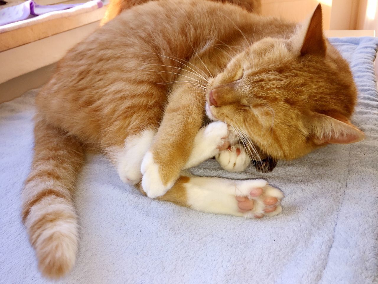 CLOSE-UP OF GINGER CAT LYING ON CARPET