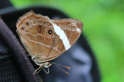 Close-up of butterfly