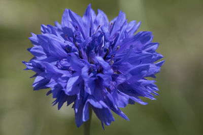 Close-up of purple blue flower