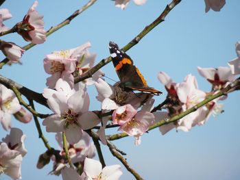 Low angle view of cherry blossoms on branch against sky