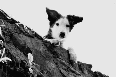 Portrait of dog on rock against sky