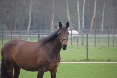 Horse standing in ranch