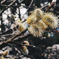 Close up of flowers