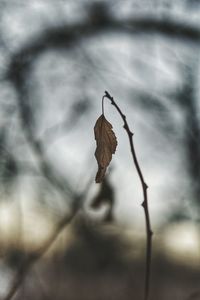 Close-up of leaf