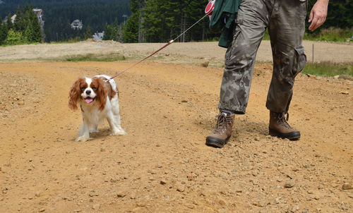 Low section of dog standing outdoors