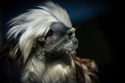 Close-up of a dog looking away