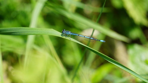 Close-up of insect on grass