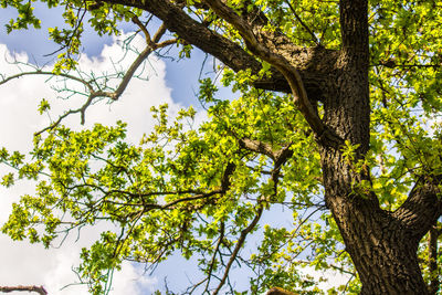 Low angle view of tree in forest against sky