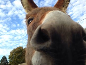 Close-up of horse