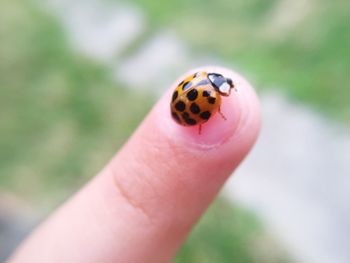 Close-up of a ladybug on hand