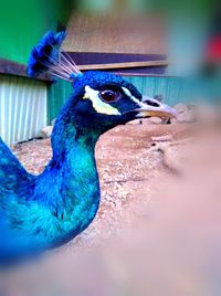 Close-up of a peacock