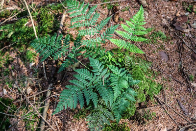 High angle view of fern in forest