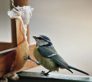 Close-up of bird perching on feeder