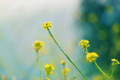 Close-up of yellow flowers blooming in field