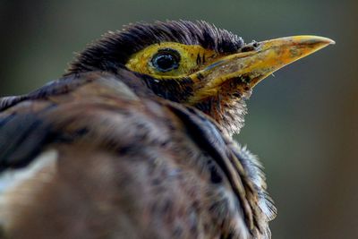 Close-up of eagle