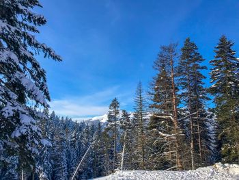 Pine trees in forest against sky during winter