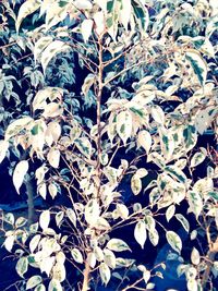 Close-up of leaves