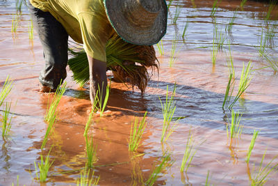 Low section of woman standing in lake