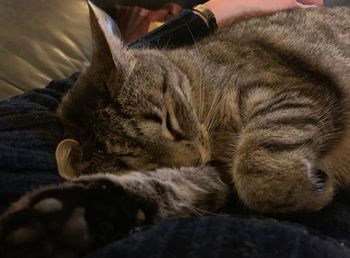 Close-up of cat sleeping on bed