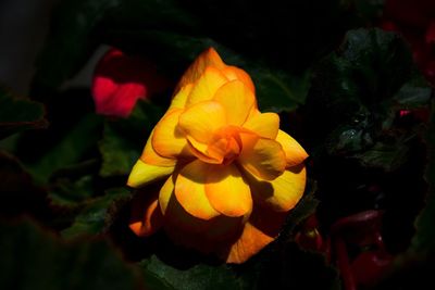 Close-up of yellow rose flower