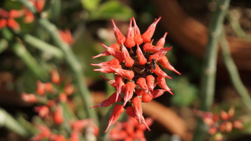 Close-up of red flower