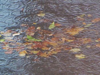 High angle view of leaves in lake