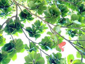 Low angle view of green leaves against sky