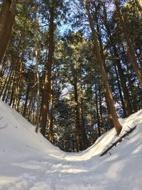 Snow covered trees in forest