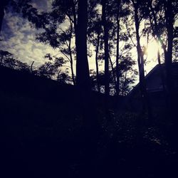 Trees in forest against sky