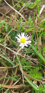 High angle view of white daisy on field