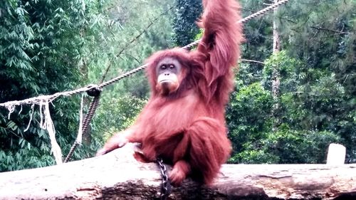 Monkey on tree in zoo