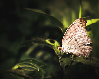 Close-up of butterfly on leaf