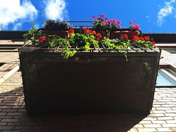 Plants growing on wall