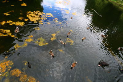 High angle view of ducks swimming in lake