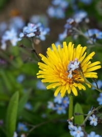 Close-up of bee on yellow flower